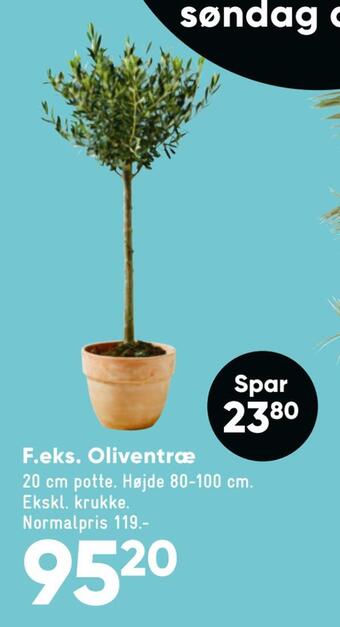 Oliventræ