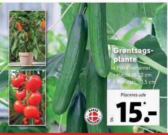 Lidl Ukendt planter tilbud