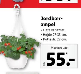 Lidl Ukendt planter tilbud