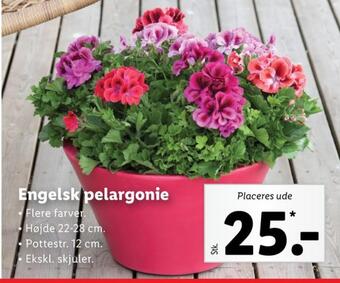 Lidl Ukendt planter tilbud