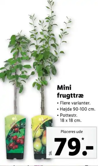 Lidl Ukendt frugttræ tilbud