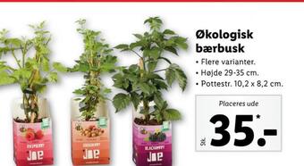Lidl Ukendt planter tilbud