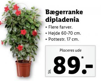 Lidl Ukendt planter tilbud