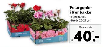 Lidl Ukendt planter tilbud
