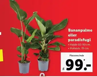 Lidl Bananpalme el. paradisfugl tilbud