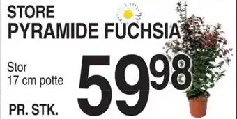 ABC Lavpris STORE PYRAMIDE FUCHSIA tilbud