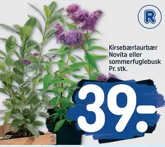 REMA 1000 Kirsebærlaurbær novita el. sommerfuglebusk tilbud