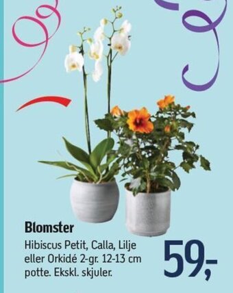 Føtex Blomster tilbud