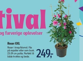 Føtex Roser XXL tilbud