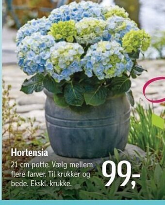Føtex Hortensia tilbud