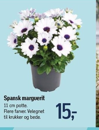 Spansk marguerit
