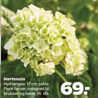 Netto Hortensia tilbud