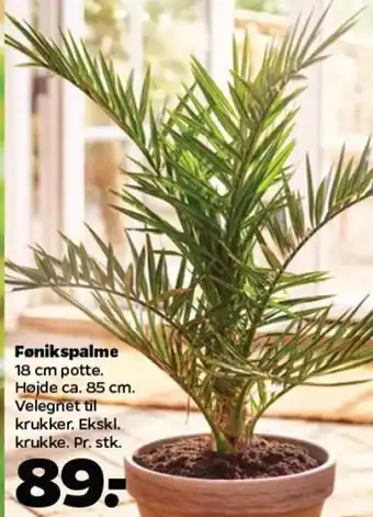 Netto Fønikspalme 18 cm potte tilbud