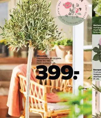 Netto Oliventræ tilbud