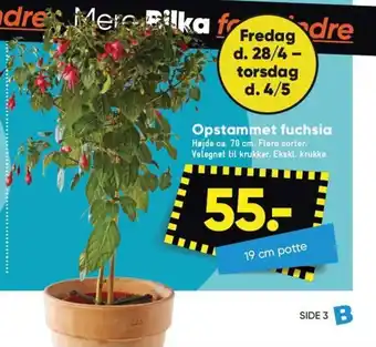 Bilka Opstammet fuchsia Højde ca. 70 cm tilbud