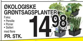 Økologiske grøntsagsplanter gsplanter