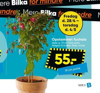 Bilka Opstammet fuchsia tilbud
