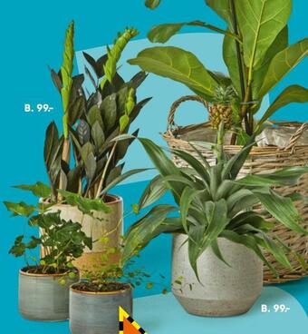 Bilka Grønne planter tilbud