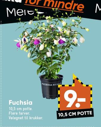 Bilka Fuchsia tilbud