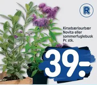 REMA 1000 Kirsebærlaurbær novita eller sommerfuglebusk tilbud