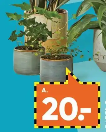 Bilka Grønne planter A. Hedera eller Muhlenbechia. 9 cm potte. Ekskl. skjuler. tilbud