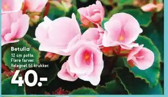 Bilka Betulia 12 cm potte. tilbud