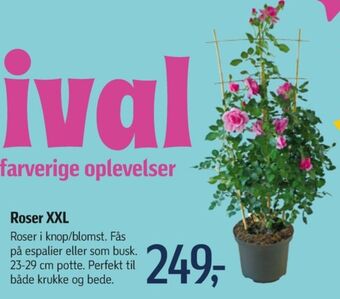 Føtex Ukendt planter tilbud