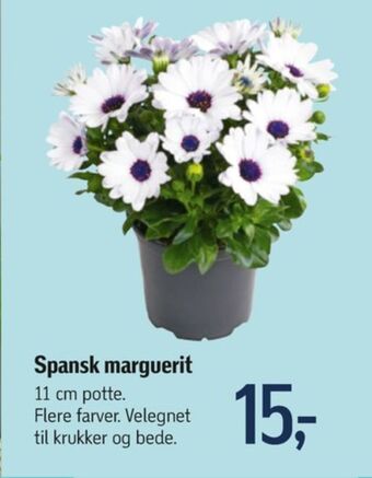 Føtex Ukendt planter tilbud