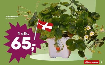 Kvickly Ukendt planter tilbud