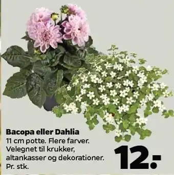 Netto Bacopa el. dahlia tilbud