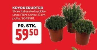 jem & fix KRYDDERURTER tilbud
