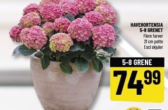 Løvbjerg Havehortensia tilbud