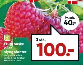 Frugtbuske eller slyngplanter