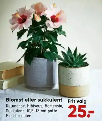 Bilka Blomst eller sukkulent tilbud