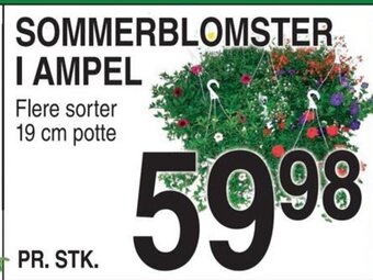 SOMMERBLOMSTER I AMPEL
