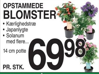 ABC Lavpris OPSTAMMEDE BLOMSTER tilbud