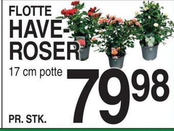 ABC Lavpris FLOTTE HAVE ROSER tilbud