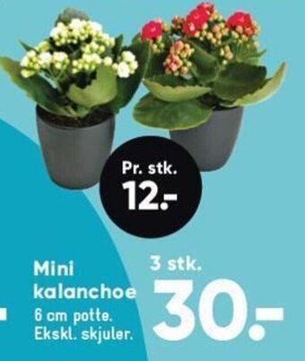 Bilka Mini kalanchoe tilbud