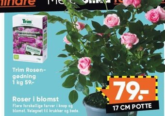 Bilka Roser i blomst tilbud