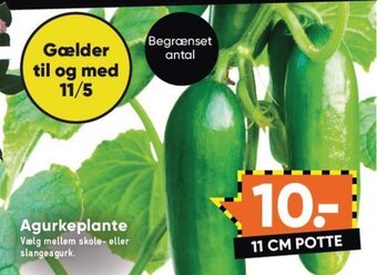 Bilka Agurkeplante tilbud