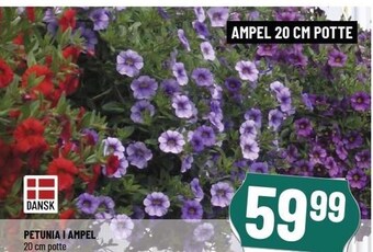Løvbjerg Petunia i ampel tilbud