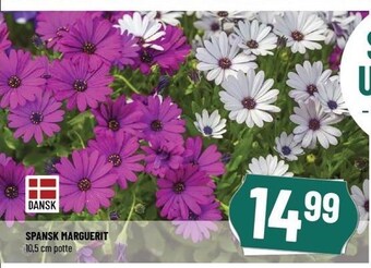 Løvbjerg Spansk marguerit tilbud