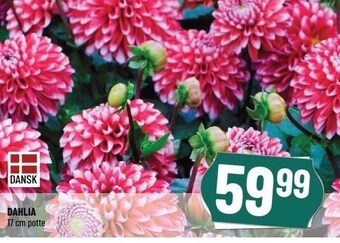 Løvbjerg Dahlia tilbud