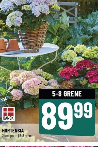 Hortensia