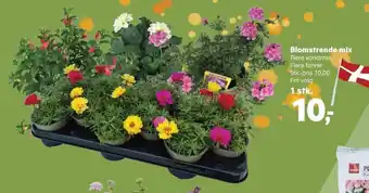SuperBrugsen Blomstrende mix tilbud