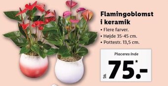 Lidl Flamingoblomst i keramik tilbud
