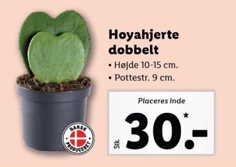 Lidl Hoyahjerte dobbelt tilbud