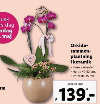 Lidl Orkidé-sammen- plantning i keramik tilbud