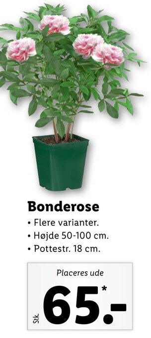 Lidl Bonderose tilbud