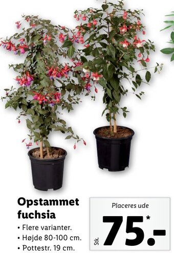 Lidl Opstammet fuchsia tilbud